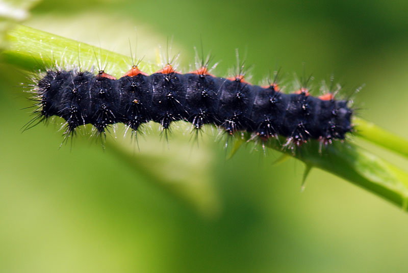 Bruco da identificare - Saturnia (Eudia) pavoniella